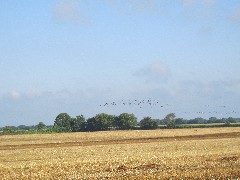 geese; IAT; Island Road, WI